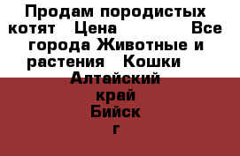 Продам породистых котят › Цена ­ 15 000 - Все города Животные и растения » Кошки   . Алтайский край,Бийск г.